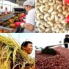 Infographics: Xuất khẩu 9 nhóm mặt hàng nông sản sang Trung Quốc tăng mạnh