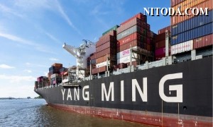 Yang Ming cho Maersk Line thuê tàu container trong một năm